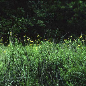 native grasses